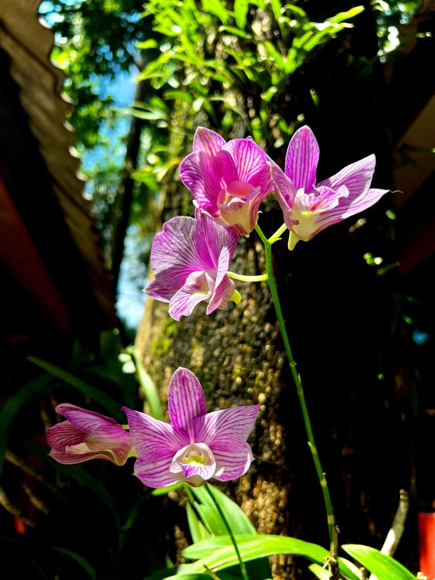 Baan Ton Rak Boutique Resort Koh Chang Esterno foto
